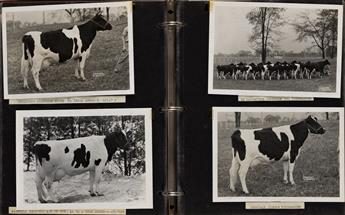 (COWS) Album titled Otco Farms, Strongsville, Ohio, Pure Bred Holsteins with approximately 57 photographs.